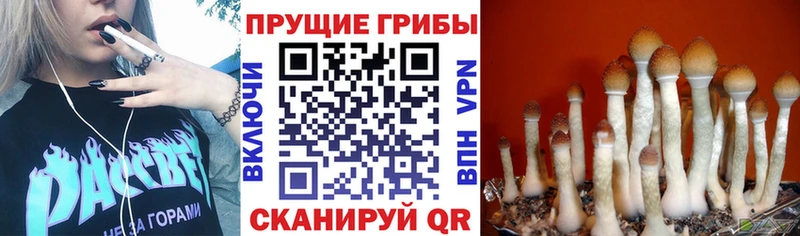 Псилоцибиновые грибы прущие грибы  ОМГ ОМГ ONION  Хабаровск  купить закладку 